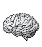 limbic