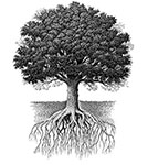 rooted
